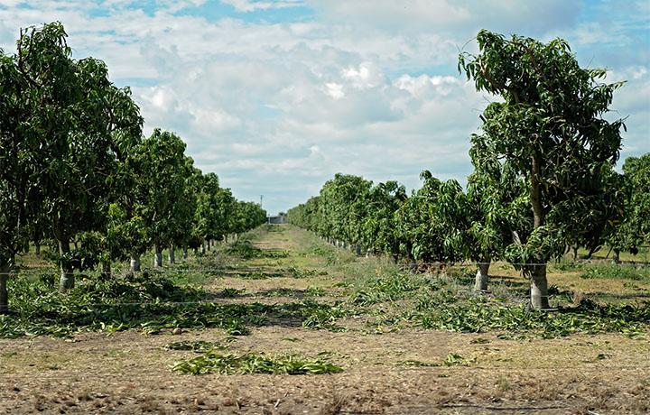 biosecurity_plantation_trees_homepage_card