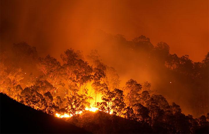 forest_fire_emergency_disaster_homepage_card