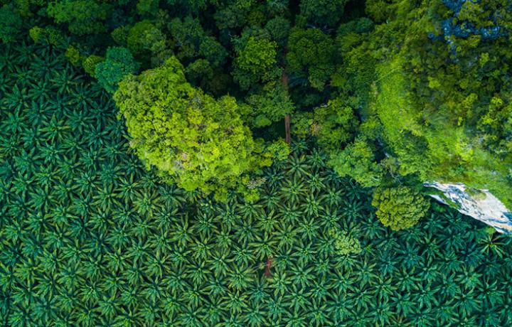 Growing your plantation through location intelligence_card