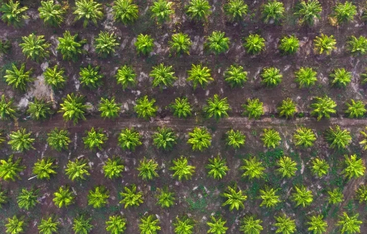 plantation tree counting