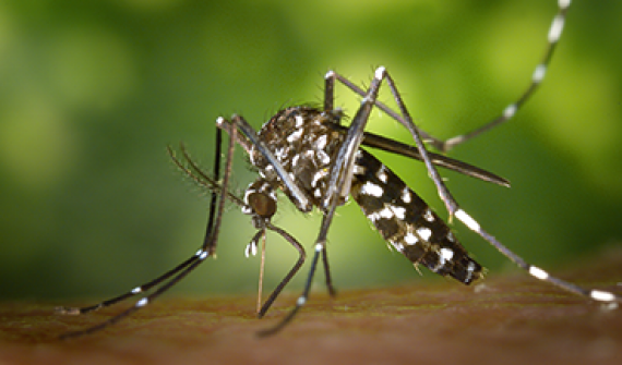 Zika virus: past, present and future