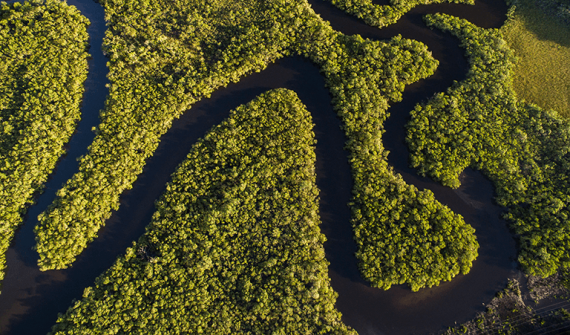 Predict deforestation in the Amazon rain forest card