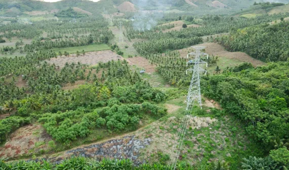 vegetation management PLN